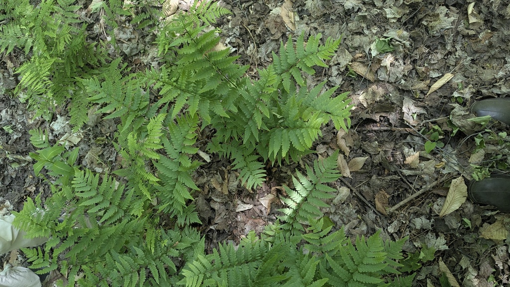 Dryopteris clintoniana; photograph author not stated, no rights reserved