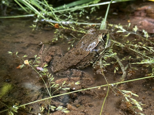 Green Frog