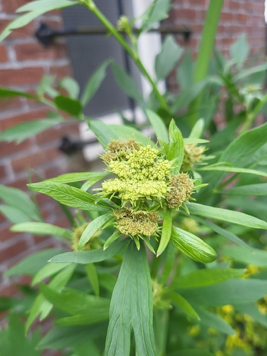 Levisticum officinale, 2026-06-07