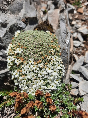 Swiss rockjasmine