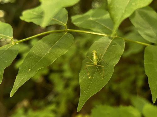 Pale Green Assassin Bug