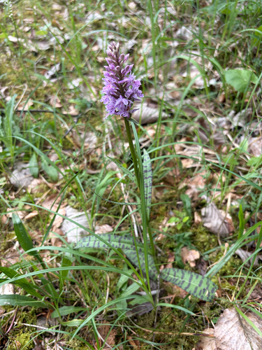 Common Spotted Orchid