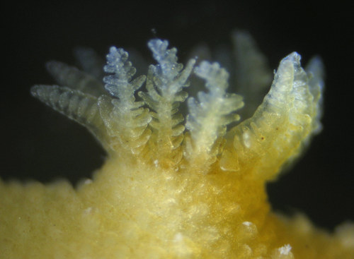 Picken's Dorid