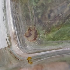 Gammarus pseudolimnaeus