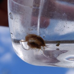 Gammarus pseudolimnaeus