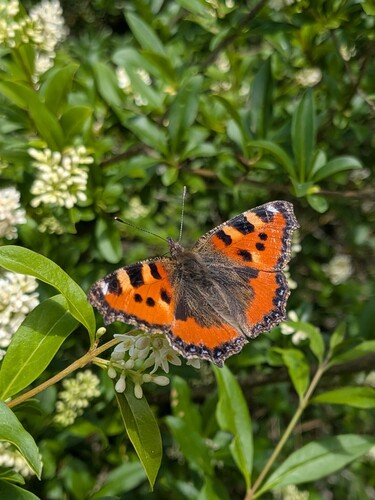 Small Tortoiseshell