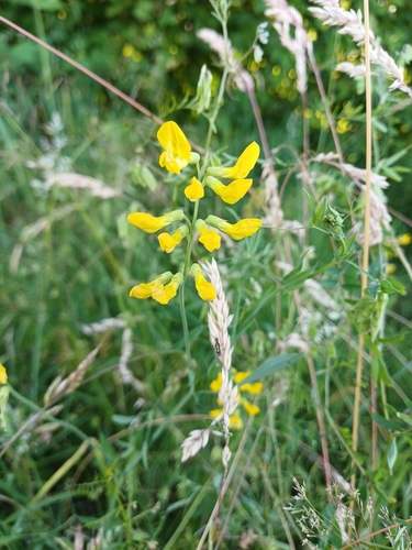 meadow pea