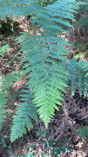 common bracken