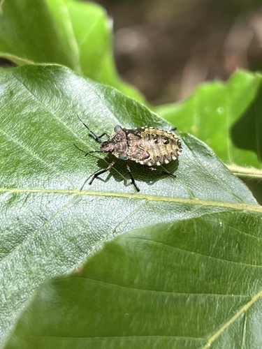 Forest Bug