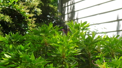 Limenitis arthemis astyanax