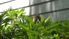 Limenitis arthemis astyanax