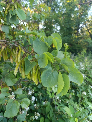 Judas-tree