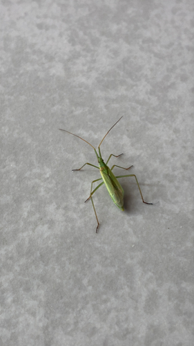 Megaloceroea recticornis