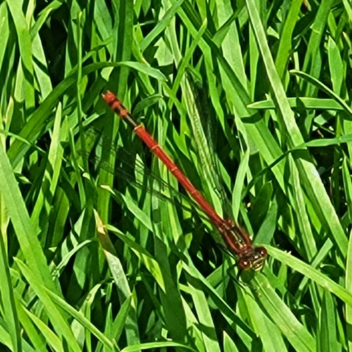 Large Red Damselfly