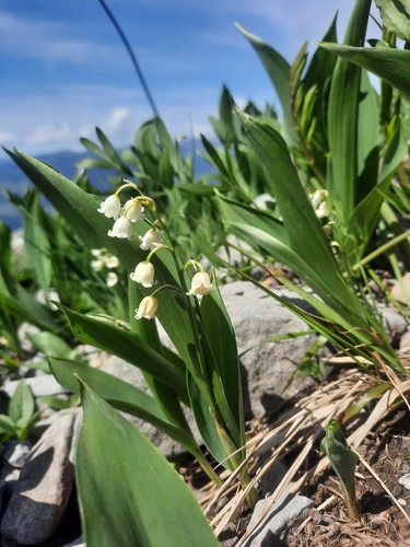 European lily of the valley