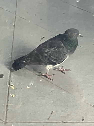 Rock Pigeon
