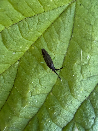 Common Flathorn Plant Bug