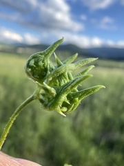 Field Buttercup (Ranunculus arvensis)