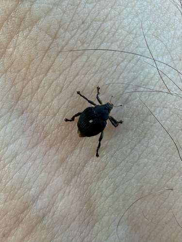 Iris weevil