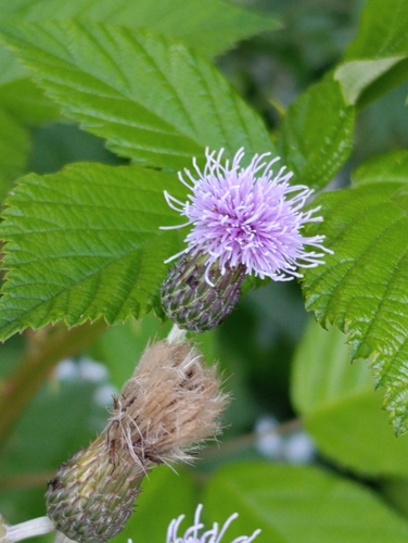 creeping thistle