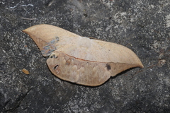 Oxytenis modestia
