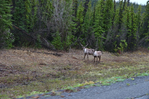 Caribou