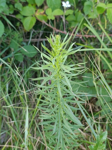 common toadflax