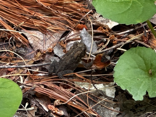 American Toad
