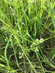 Galium aparine