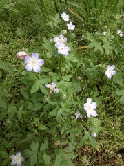 Nemophila phacelioides