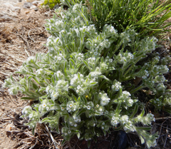 Cryptantha crassisepala
