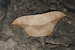 Oxytenis modestia
