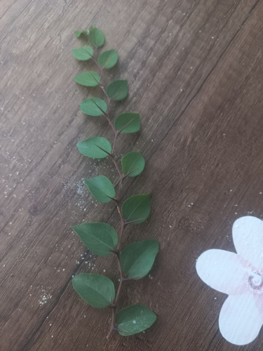 Jerusalem Thorn
