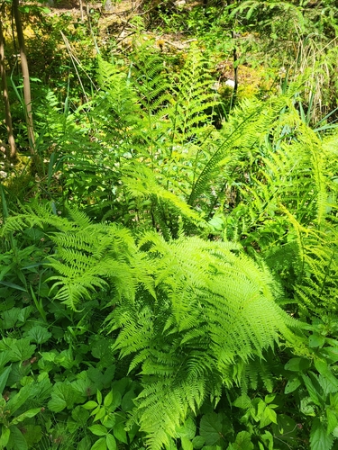 lady fern