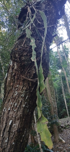 Epiphyllum phyllanthus