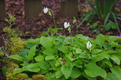 Primula latiloba