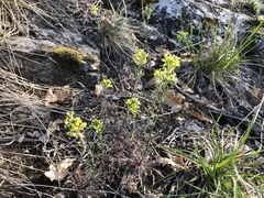 Erysimum crepidifolium