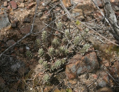 Clutia tomentosa