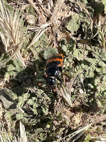 Margined Sexton Beetle