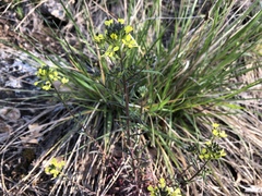 Erysimum crepidifolium
