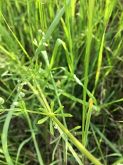 Galium aparine