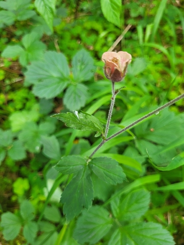 Water Avens