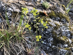 Erysimum crepidifolium