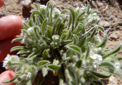 Cryptantha crassisepala