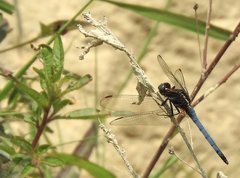Orthetrum glaucum