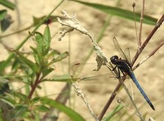 Orthetrum glaucum