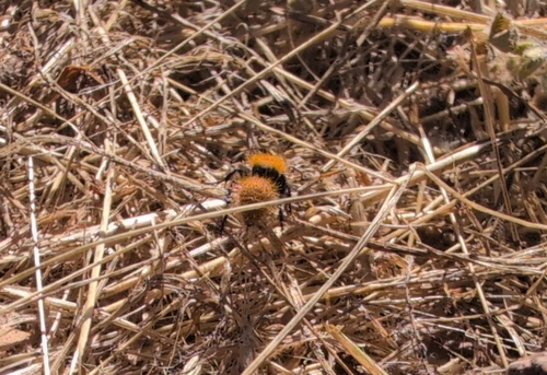 iNaturalist observation photo of Dasymutilla