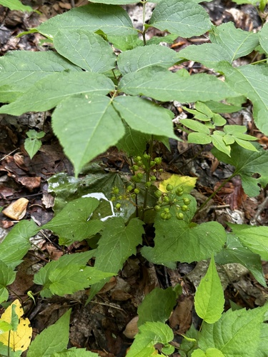wild sarsaparilla