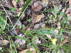 Calochortus monophyllus