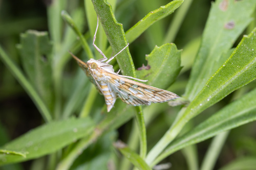 Orange Epipagis Moth